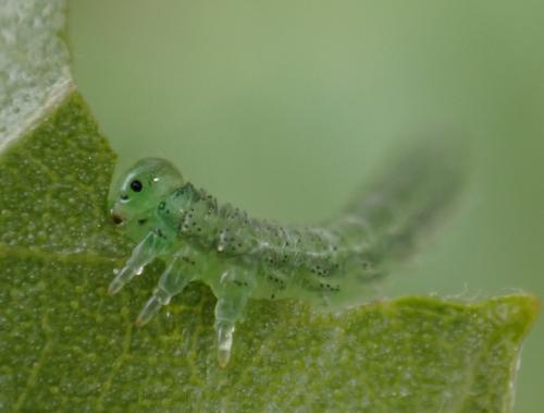 Réf. 322 187 : Euura sp.